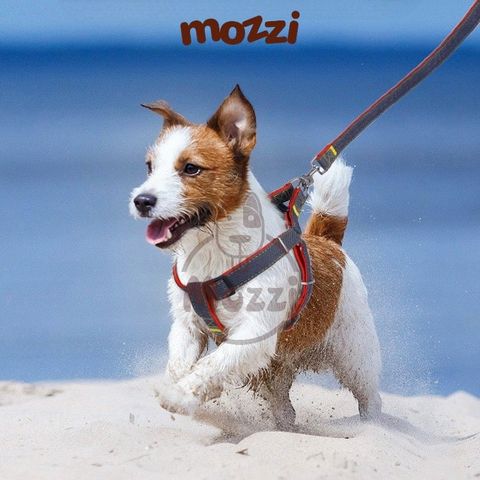  Dây dắt yếm ngực BONE cho chó mèo 