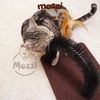 Bàn cào Cattyman ngang chải lông có bóng lông gà cho mèo