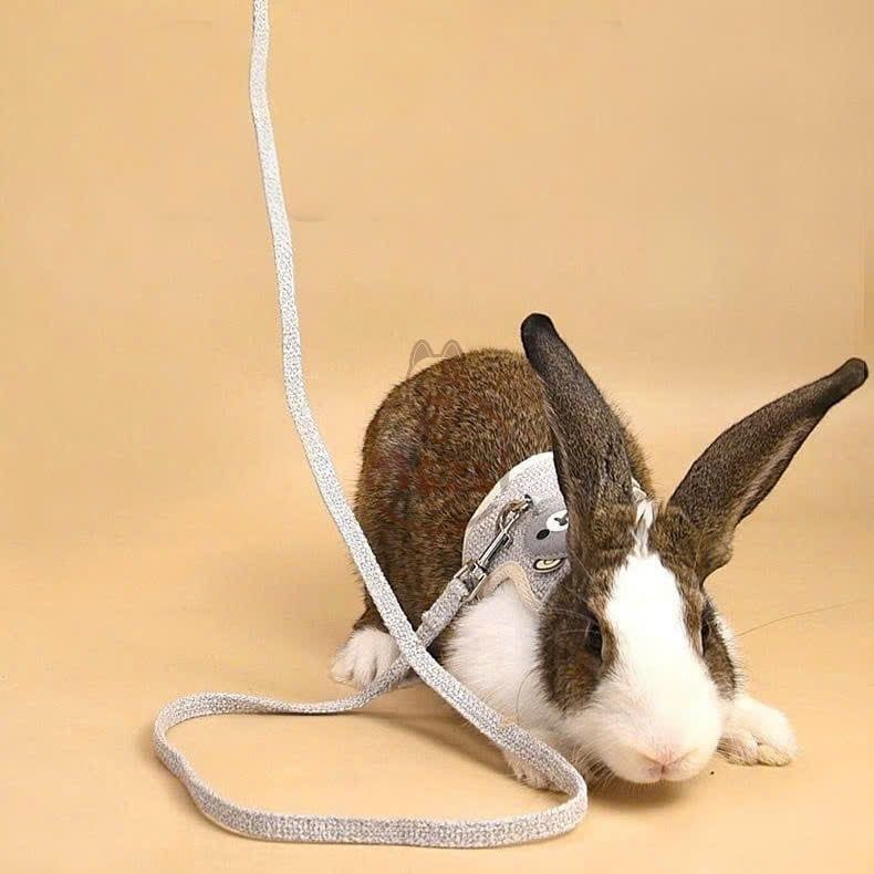 DoHa Dây dắt yếm ngực hình mặt gấu cho chó mèo