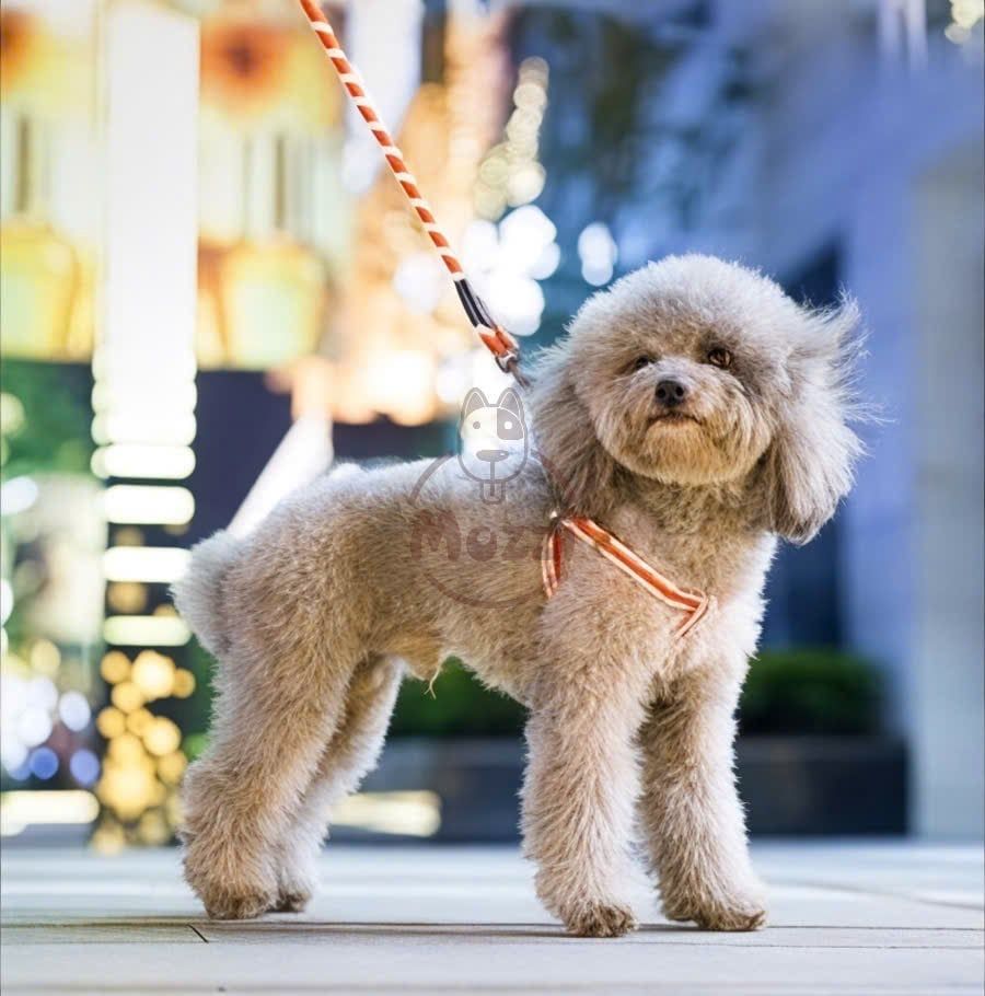 Dây dắt yếm ngực viền chỉ phản quang cho chó mèo