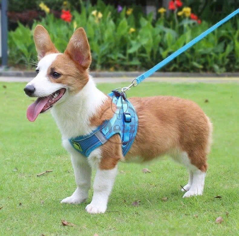 Dây dắt yếm ngực nửa bụng phản quang cho chó mèo