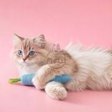  Đồ chơi Củ Cà Rốt gặm ngứa răng cho chó mèo 