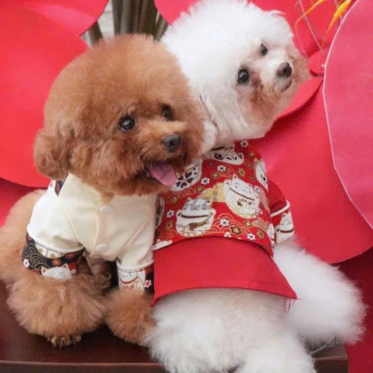 Áo dài gấm Tết Phúc An cho chó mèo