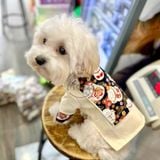  Áo dài gấm Tết Phúc An cho chó mèo 