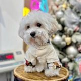  Áo dài gấm Tết Phúc An cho chó mèo 