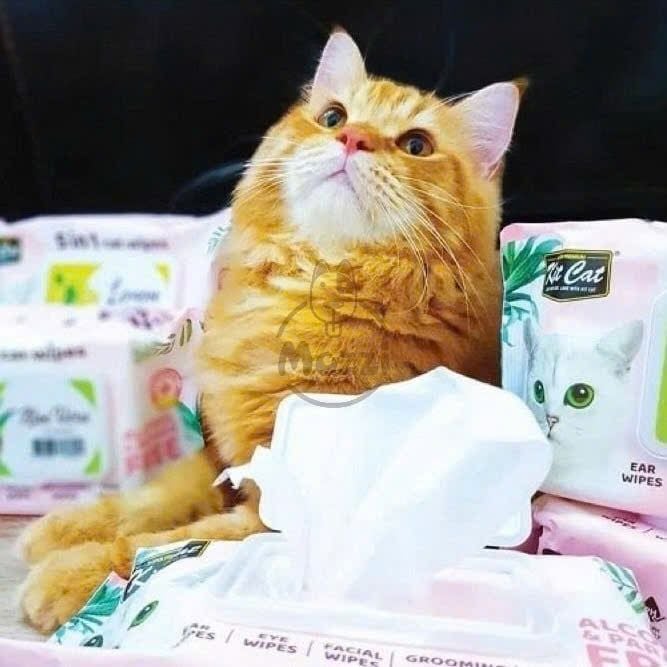 Khăn ướt Kitcat kháng khuẩn cho mèo Gói 80 miếng
