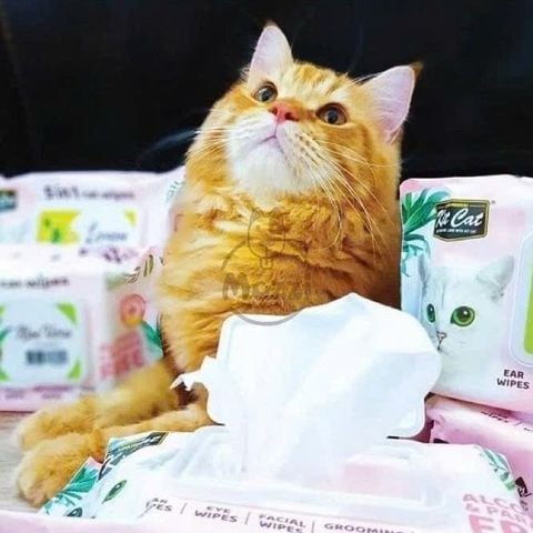  Khăn ướt Kitcat kháng khuẩn cho mèo Gói 80 miếng 