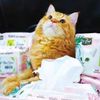Khăn ướt Kitcat kháng khuẩn cho mèo Gói 80 miếng