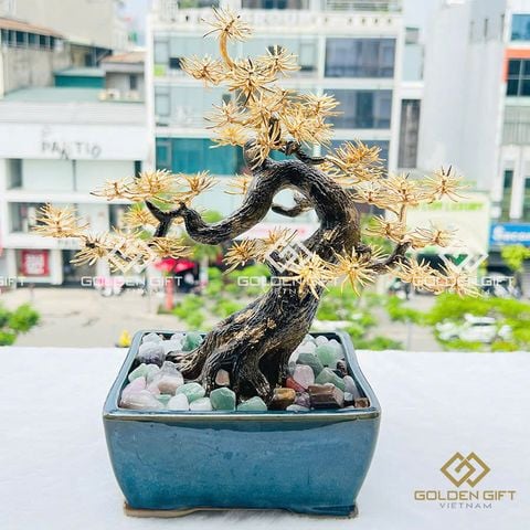 Cây Tùng Mạ Vàng