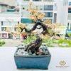 Cây Tùng Mạ Vàng