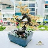 Cây Tùng Mạ Vàng