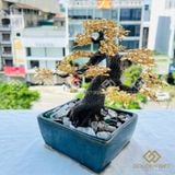 Chậu mai vàng Ngũ phúc