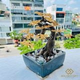 Chậu mai vàng Ngũ phúc