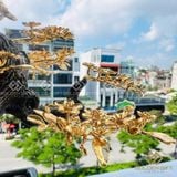 Chậu mai vàng Ngũ phúc