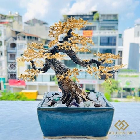 Chậu mai vàng Ngũ phúc