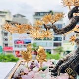 Tùng Hạc Diên Niên Mạ Vàng