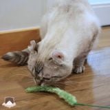  Cần câu cỏ lau vui nhộn CattyMan 