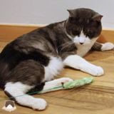  Cần câu cỏ lau vui nhộn CattyMan 