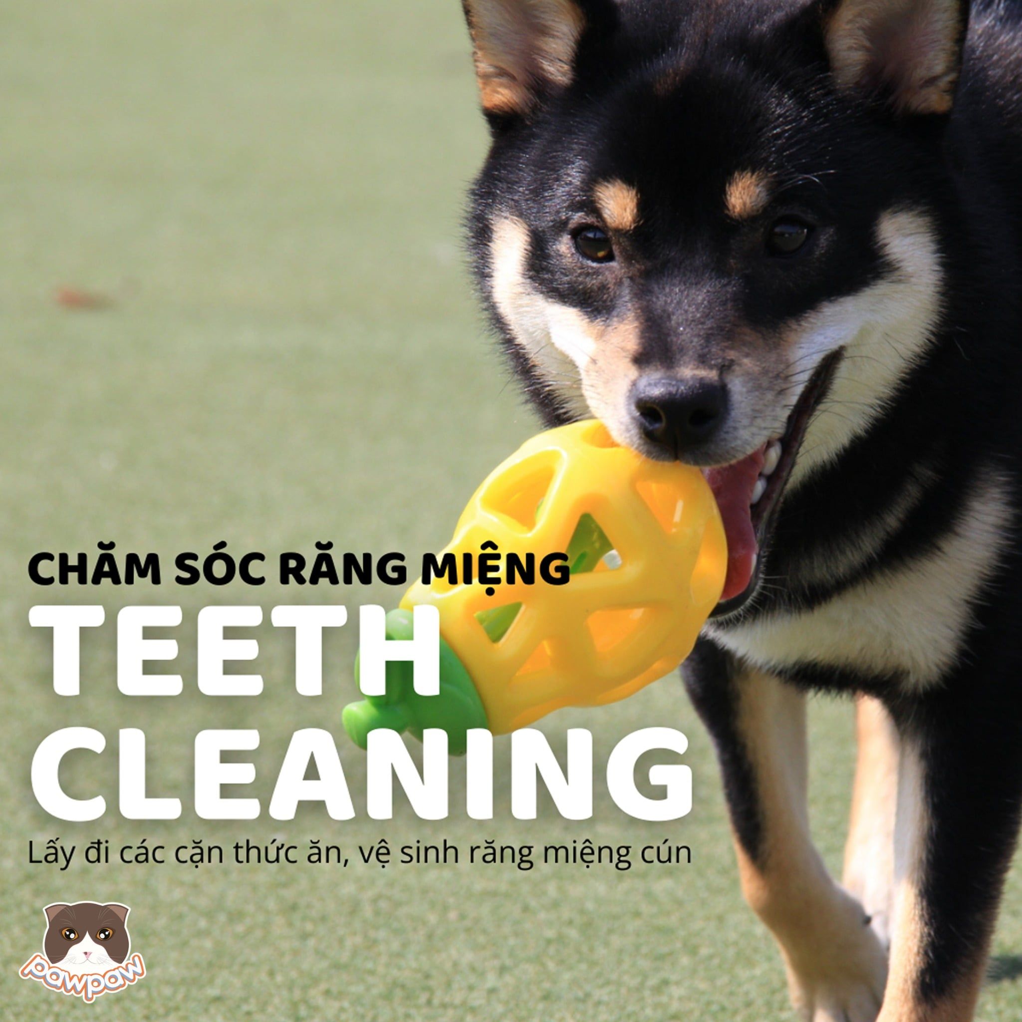  Đồ chơi rớt đồ ăn Fofos hình quả táo 