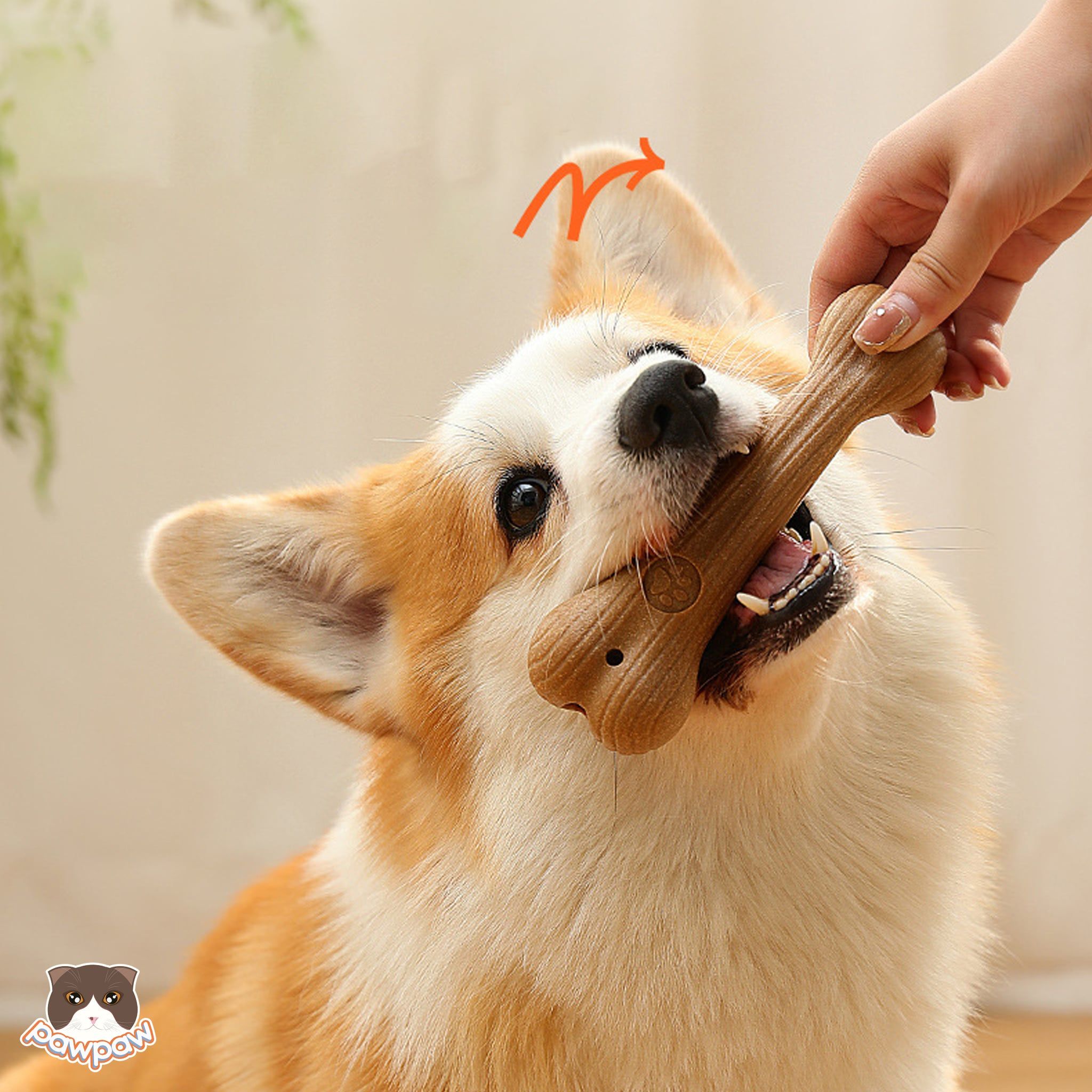  Đồ chơi gặm bằng gỗ thông cho chó 