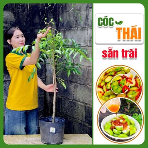 Cây CÓC THÁI sẵn trái – Thiện Farm