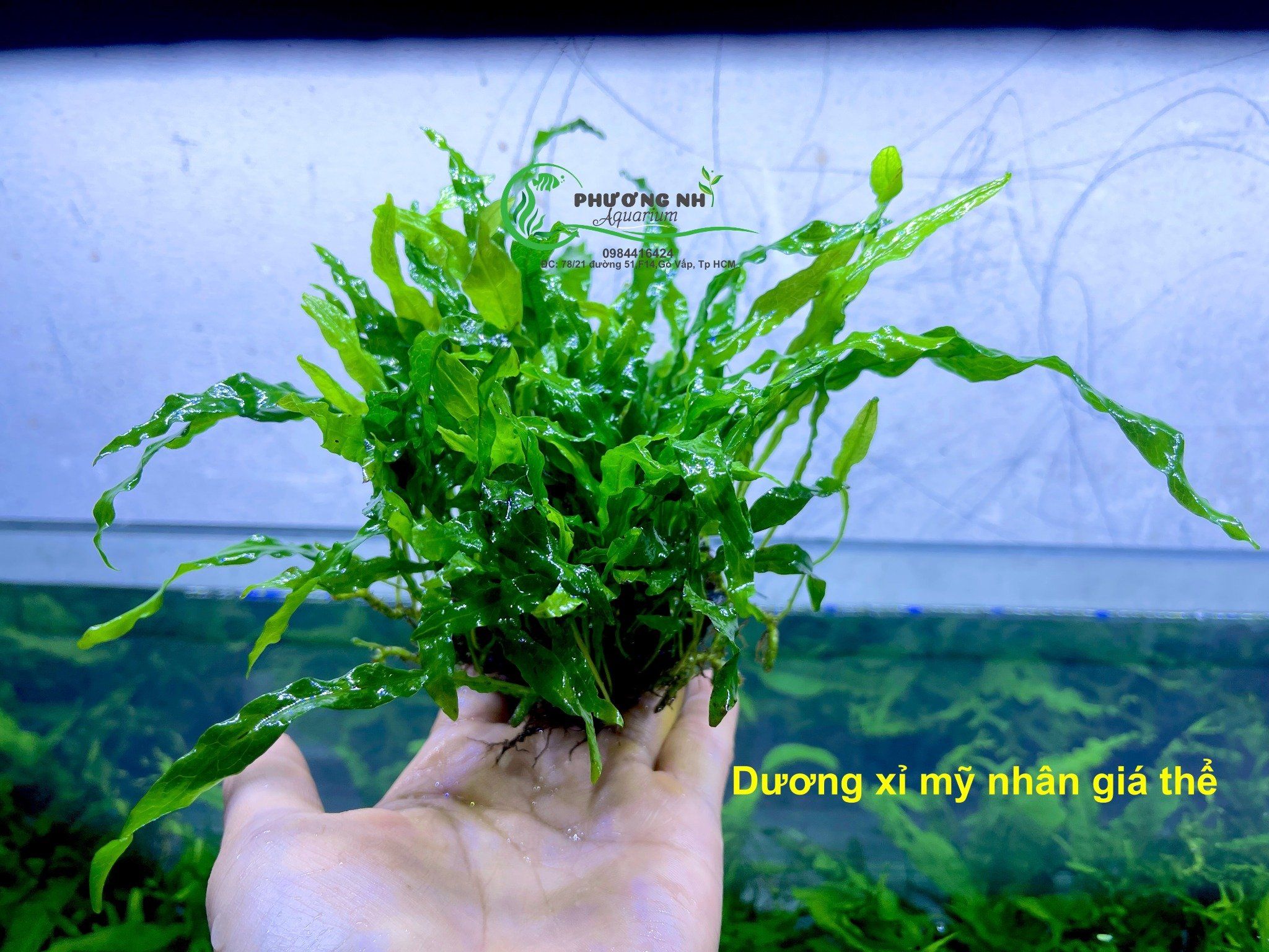 Dương xỉ mỹ nhân