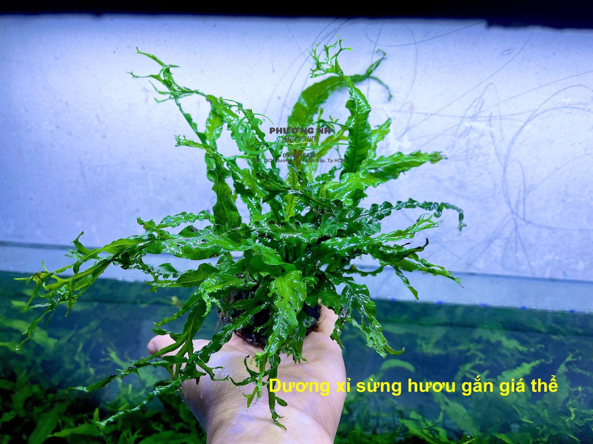 Dương xỉ sừng hươu