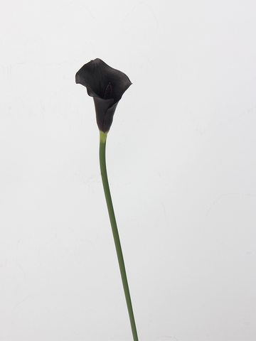 Cành Hoa Rum Màu Tím Đen