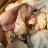 Bạch Tuộc Thiên Nhiên (Size 14-20 con/Kg)