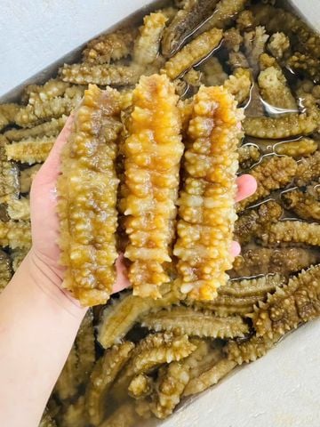 Hải sâm Gai Vàng Phú Quý