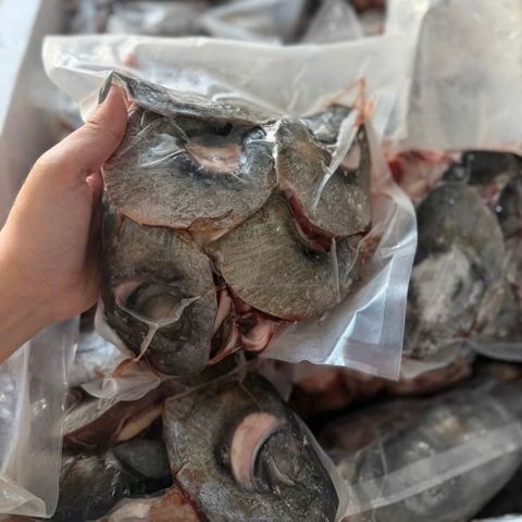 Mắt cá ngừ đại dương