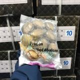 Bào ngư Net 5.5 (bán chạy)