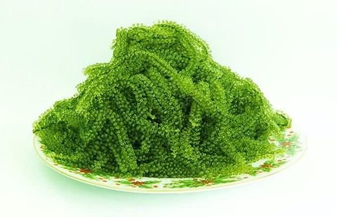 Rong Nho Tách Nước