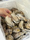 Hàu Nhập Khẩu Chuẩn Sashimi (Nguyên Con)