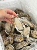 Hàu Nhập Khẩu Chuẩn Sashimi (Nguyên Con)