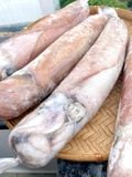 Mực Lá Câu (ngon Ngọt)