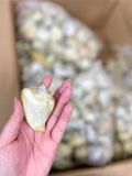 Ốc Nhảy Đông Lạnh
