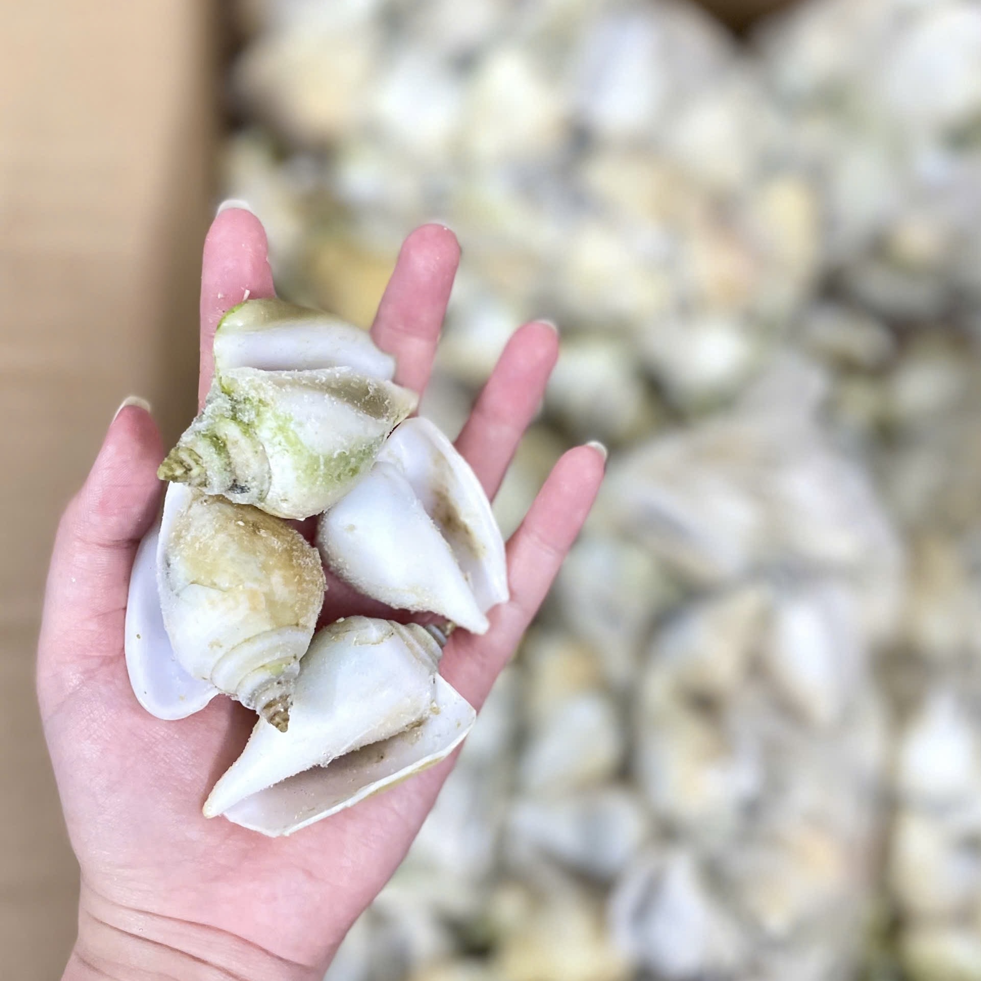 Tổng hợp các món ngon tuyệt đỉnh được chế biến từ Ốc Nhảy Đông Lạnh