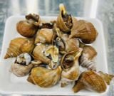 Ốc Xoắn Nhật Hokki