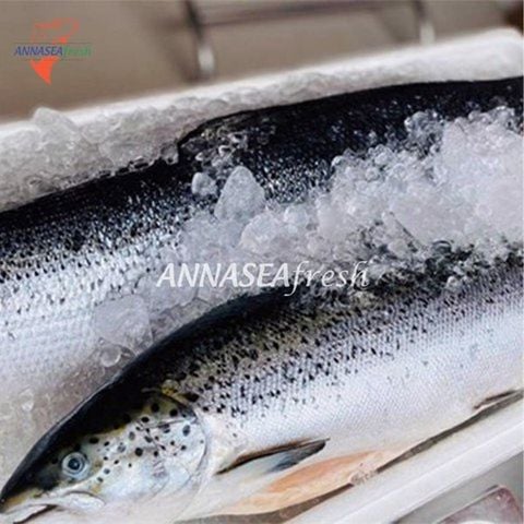  Cá hồi ATLANTIC nguyên con_ĐÔNG LẠNH 