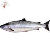  Cá hồi ATLANTIC nguyên con_ĐÔNG LẠNH 
