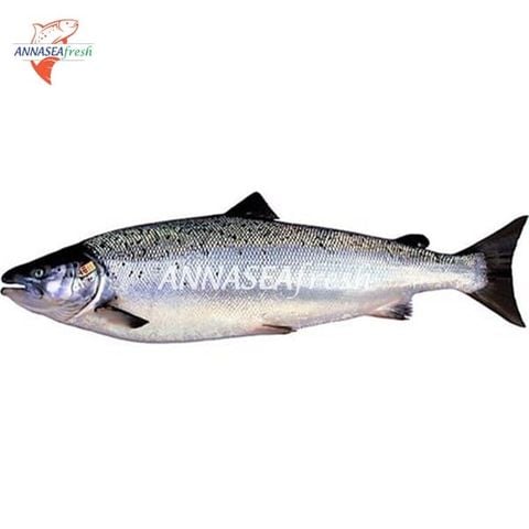  Cá hồi ATLANTIC nguyên con_ĐÔNG LẠNH 