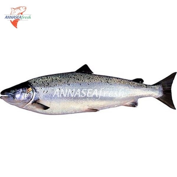 Cá hồi ATLANTIC nguyên con_ĐÔNG LẠNH 