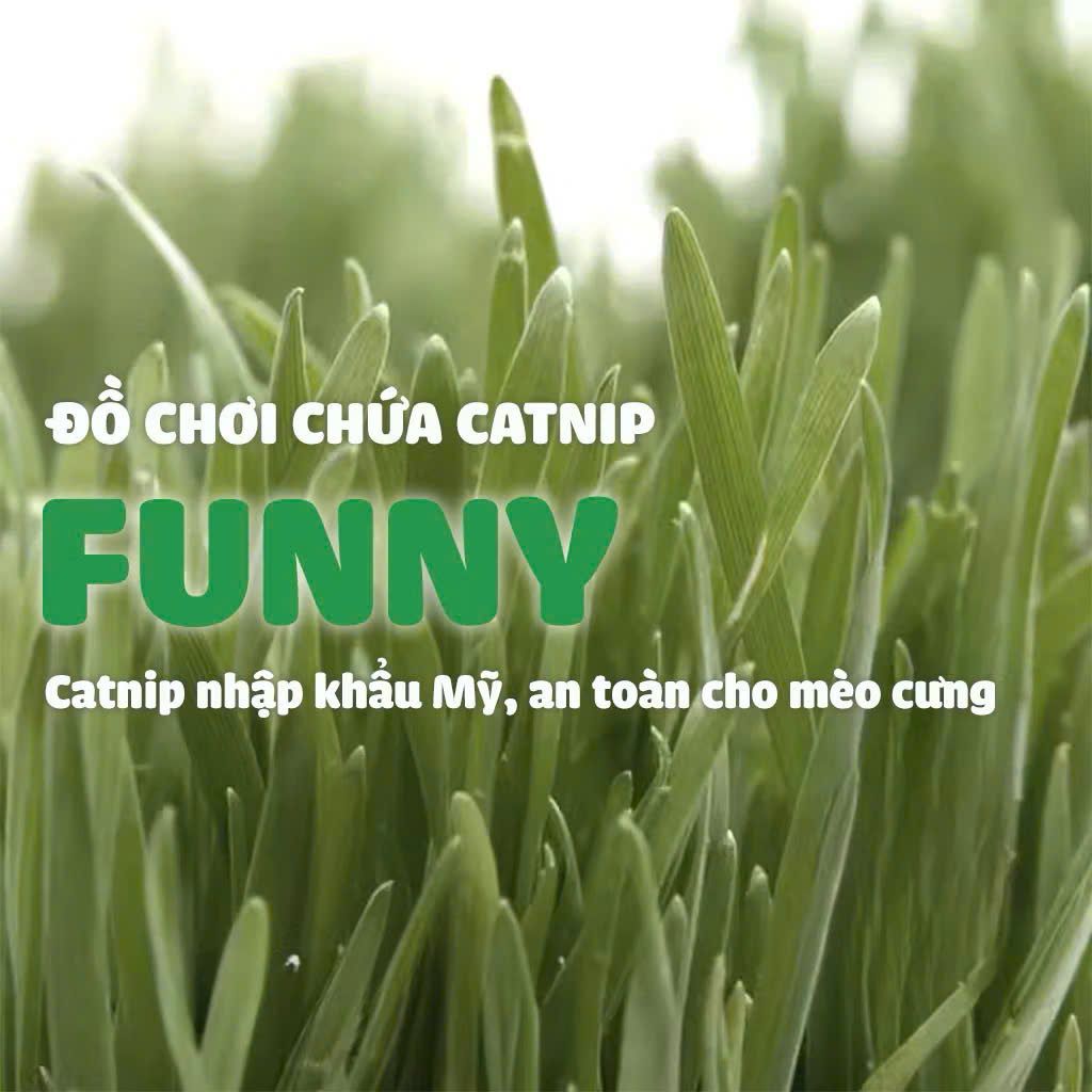  Đồ chơi cho mèo chủ đề biển 