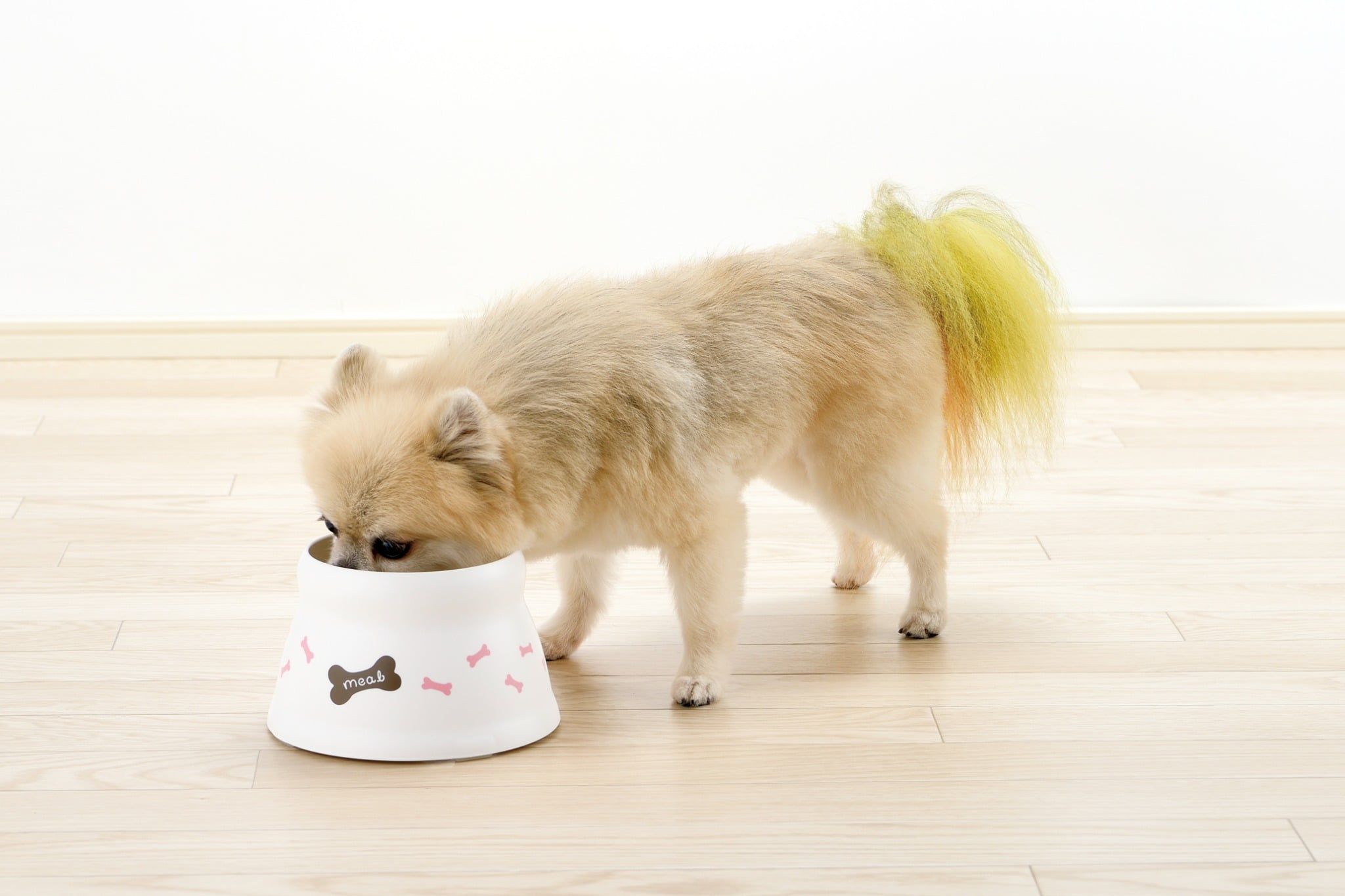  Chén đựng thức ăn cho chó đế cao Richell 