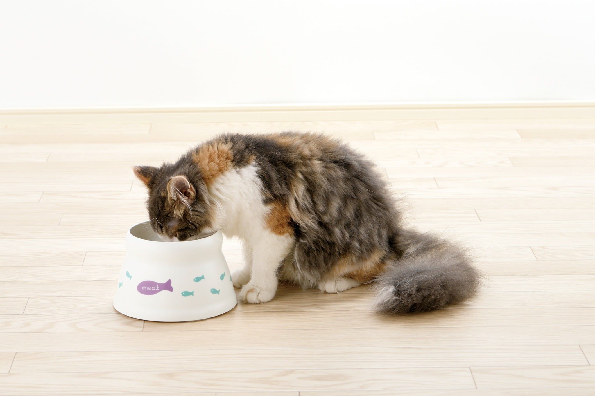  Chén đựng thức ăn cho mèo đế cao Richell 