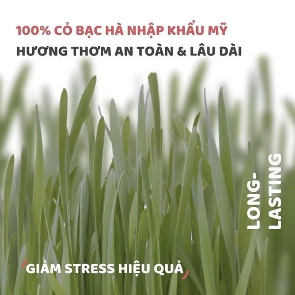  Đồ chơi bánh sinh nhật cho mèo Fofos 