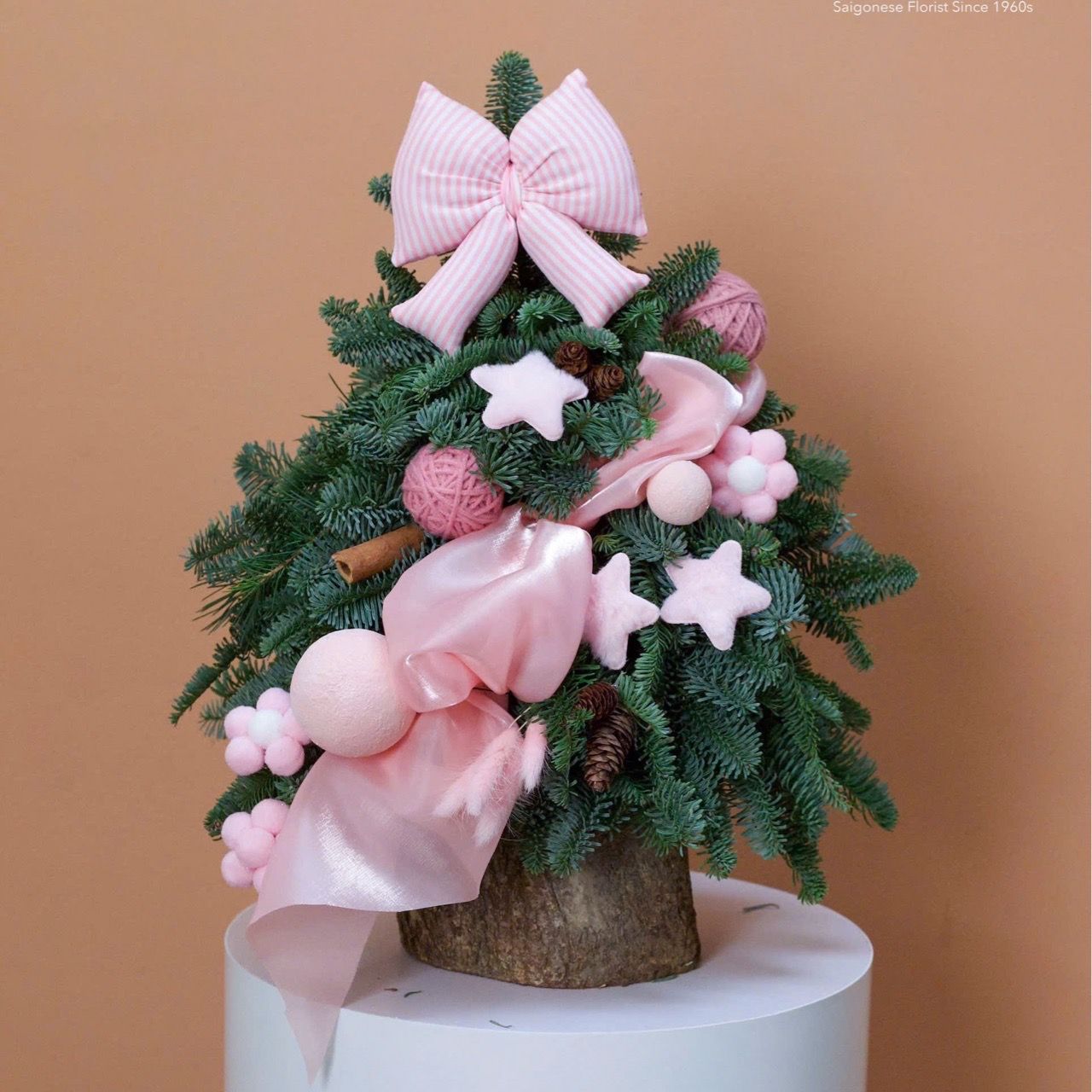  Cây thông Nobilis_Princess Winter 