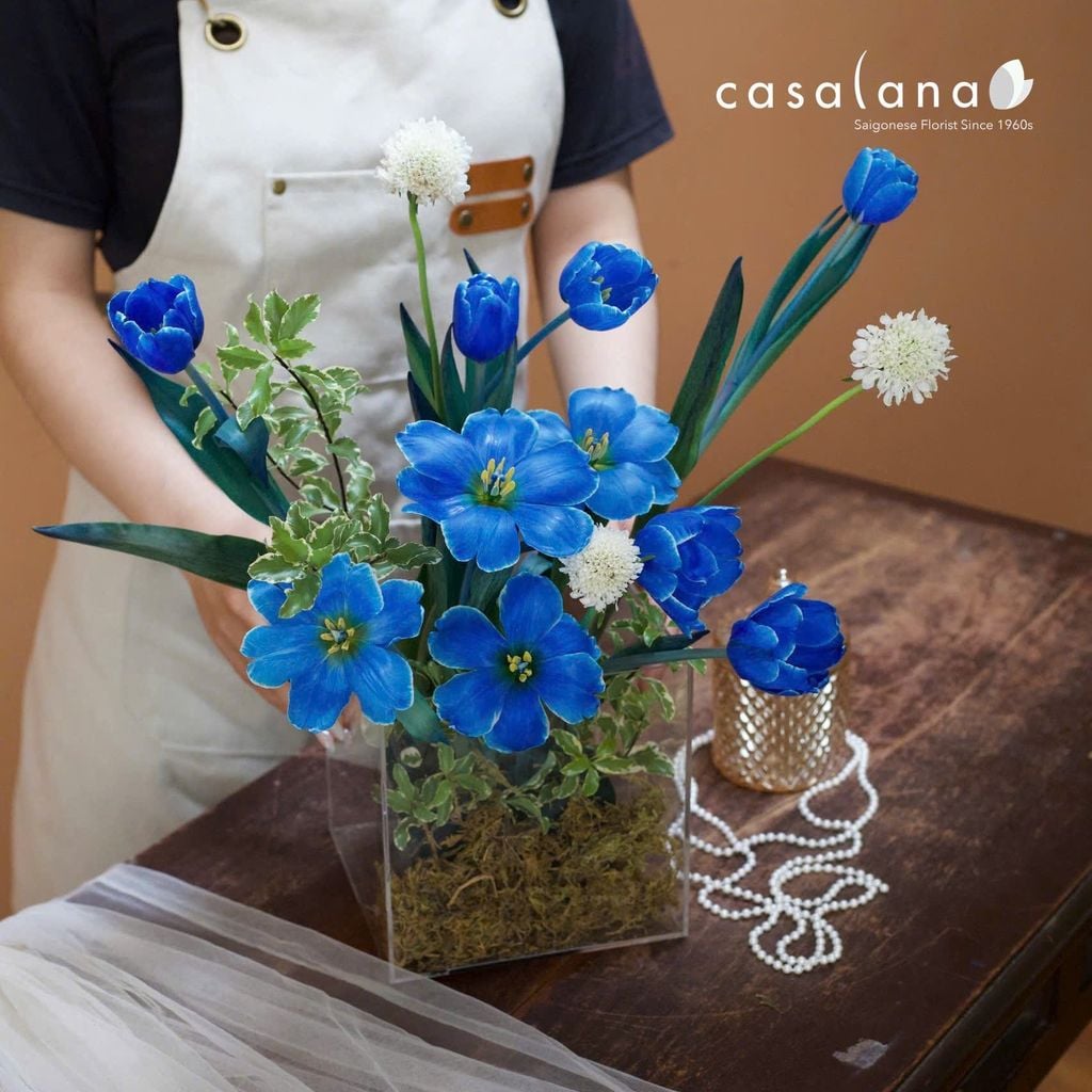  Box Tulip Xanh Blue Đậm 10_20.10 