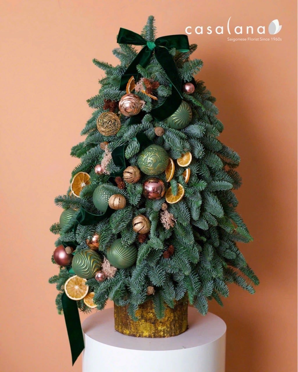  Cây thông Nobilis_Warm Forest 